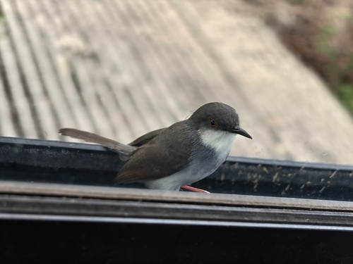 Gray-breasted Prinia