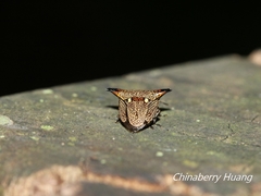 Alcimocoris japonensis