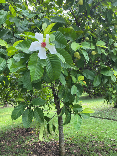 Dillenia philippinensis observed 2026-06-16