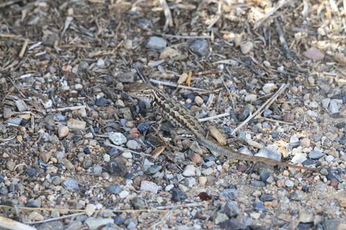 iNaturalist observation photo of Spiny Lizards