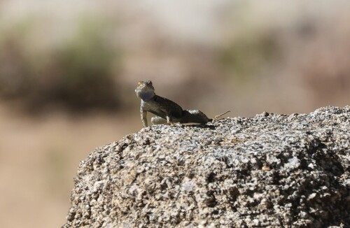 iNaturalist observation photo of Spiny Lizards