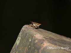Alcimocoris japonensis