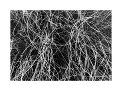 Chionochloa crassiuscula