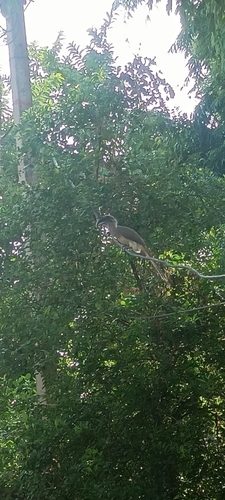 Indian Grey Hornbill