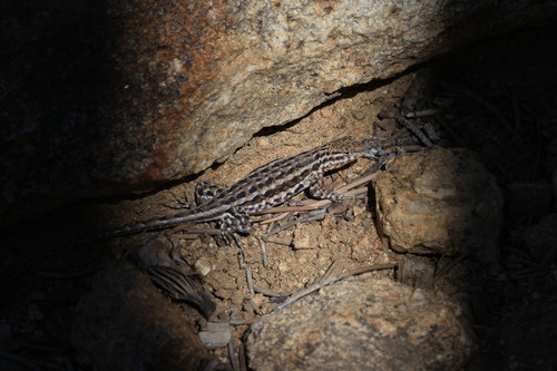 iNaturalist observation photo of Common Sagebrush Lizard