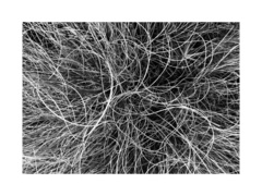 Chionochloa crassiuscula