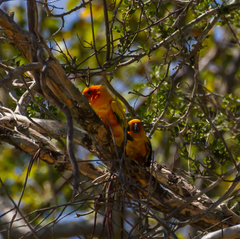 Aratinga solstitialis