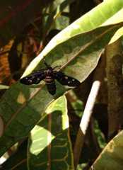Amata passalis