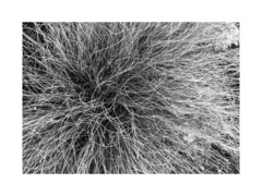 Chionochloa crassiuscula