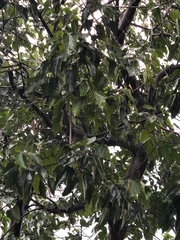 Aleurites moluccanus