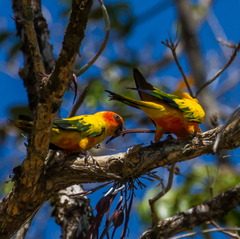 Aratinga solstitialis