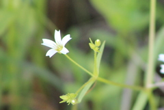 Mononeuria muscorum