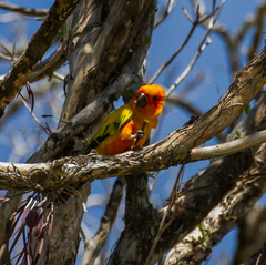 Aratinga solstitialis