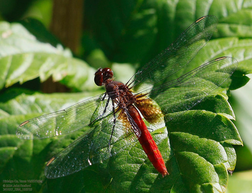 Mexican Scarlet-tail photo 5