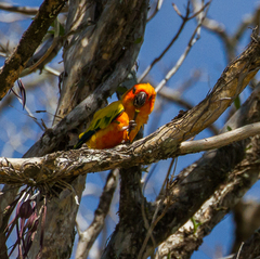 Aratinga solstitialis