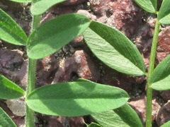 Vicia amoena