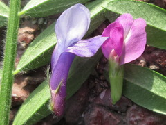 Vicia amoena