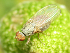 Trixoscelis