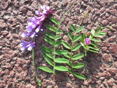 Vicia amoena