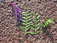 Vicia amoena