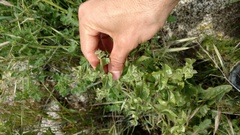 Acourtia microcephala