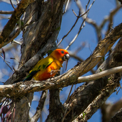 Aratinga solstitialis