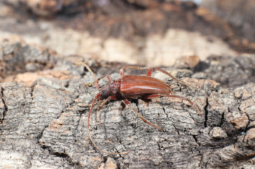 Apatophysis, 2026-06-08