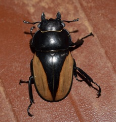 Odontolabis delesserti