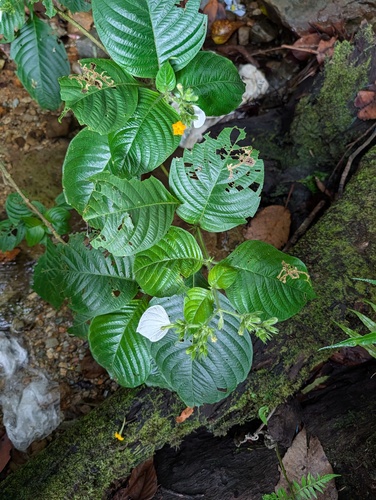 Mussaenda macrophylla observed 2026-06-03