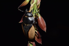 Odontolabis delesserti