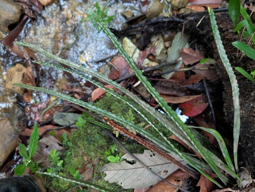 Lepisorus longifolius observed 2026-06-03