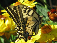 Papilio machaon