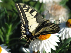 Papilio machaon