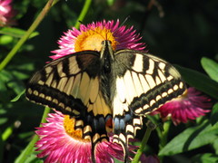 Papilio machaon