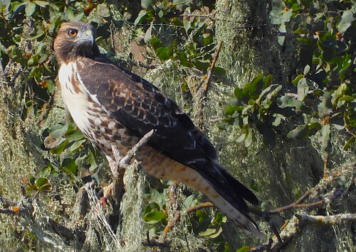 iNaturalist observation photo of Western Red-tailed Hawk