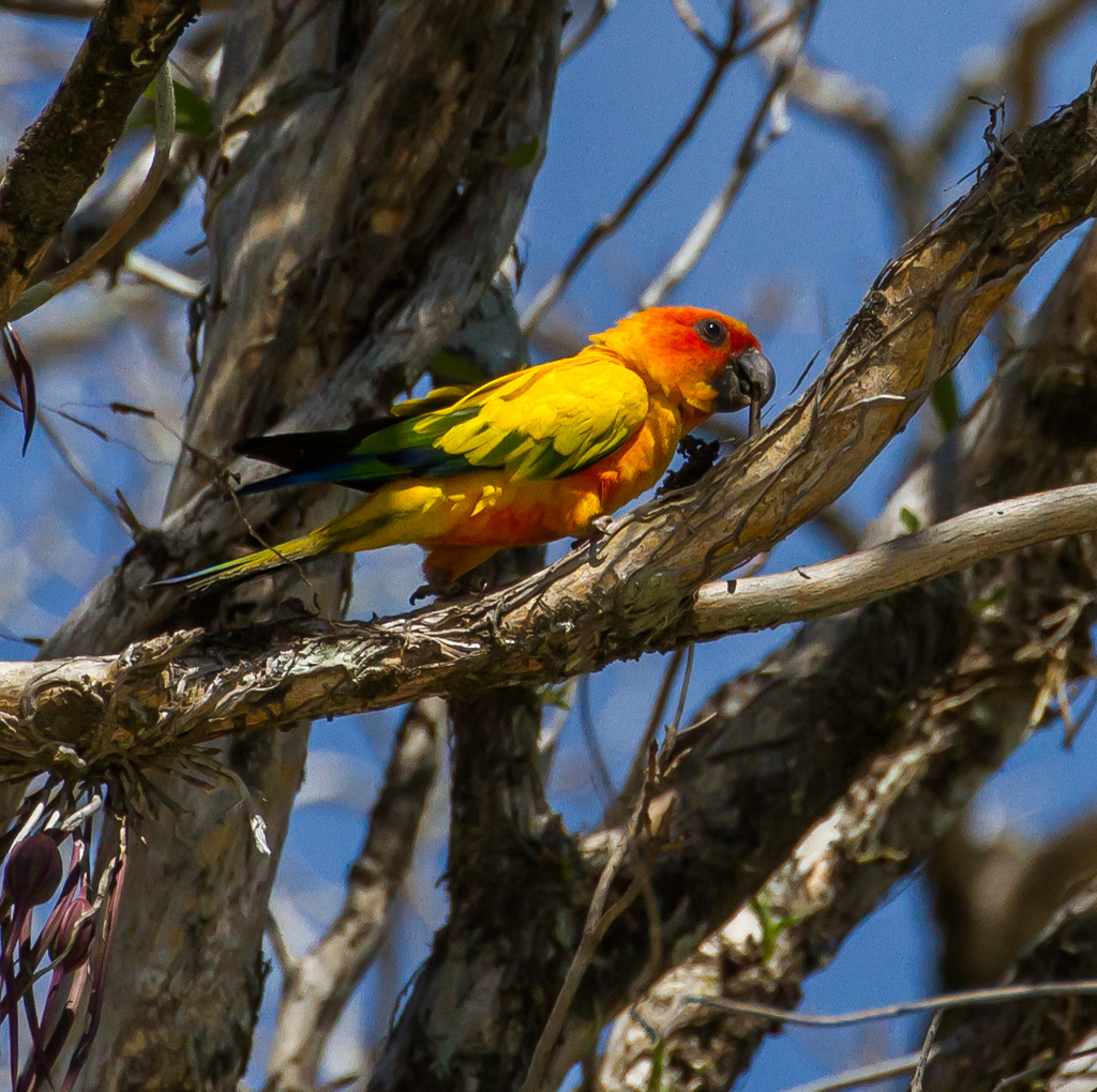 Sun Parakeet