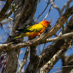 Aratinga solstitialis