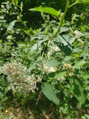 Ceanothus integerrimus macrothyrsus