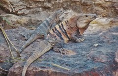 Ctenosaura similis