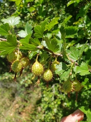 Ribes roezlii roezlii