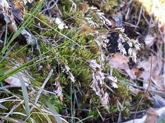 Anthoxanthum australe