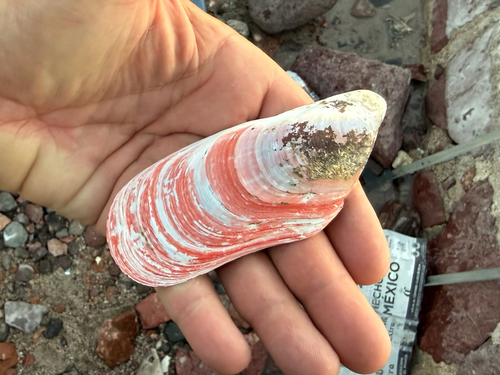 Modiolus capax, 2026-06-15