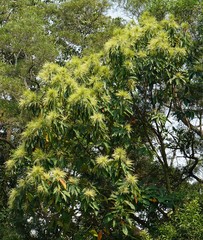 Xanthostemon chrysanthus