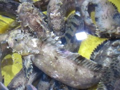 Mottled Warbonnet photo 3