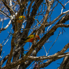 Aratinga solstitialis