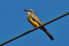 Tyrannus melancholicus