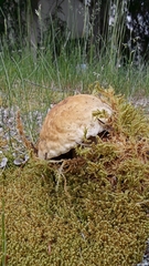 no rights reserved King Bolete