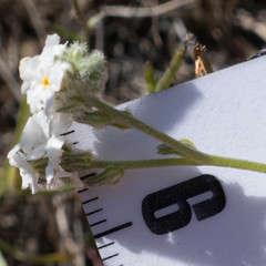 Plagiobothrys canescens