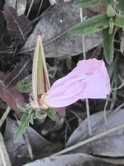 Oenothera tetraptera