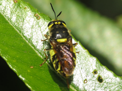 Stratiomys maculosa